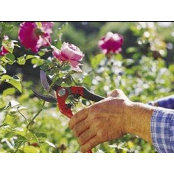 Vintage Blades Curves Scissors BAHCO 19 cm