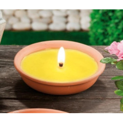 Citronella in Coccio 18cm