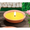 Citronella in Coccio 18cm