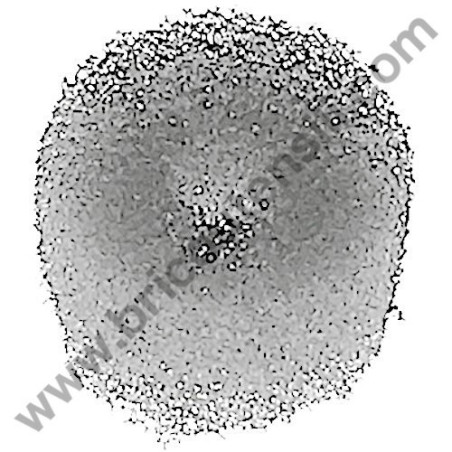 Spugnetta Vite Pompa Olio per Motoseghe AMA NTH 26.10 - NTH 26.10C